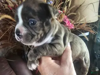 Frenchton dogs Scarlett Frenchton Puppy 1 - Ad 28