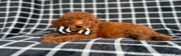 Mini Goldendoodle dogs for sale: Levi - Ad 3