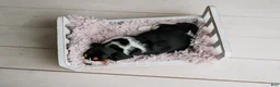 Basset Hound dogs for sale: Daisy  - Ad 3