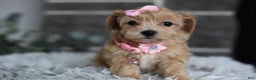 Maltipoo dogs for sale: Joy  - Ad 8