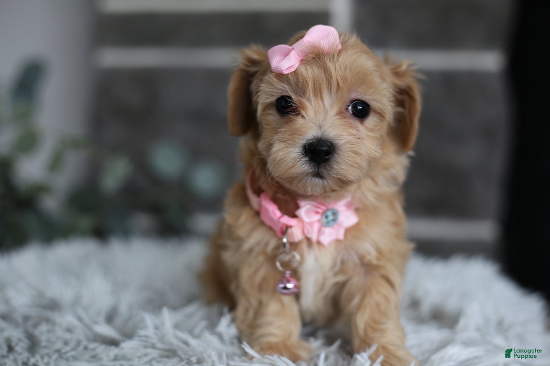 Maltipoo dogs for sale: Joy  - Ad 8