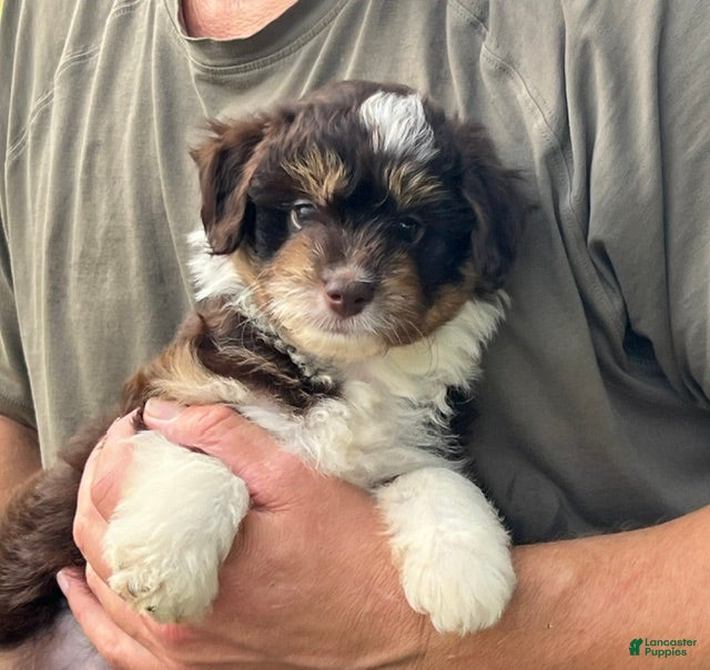 Aussiedoodle dogs Eclair Mini Aussiedoodle  - Ad 1