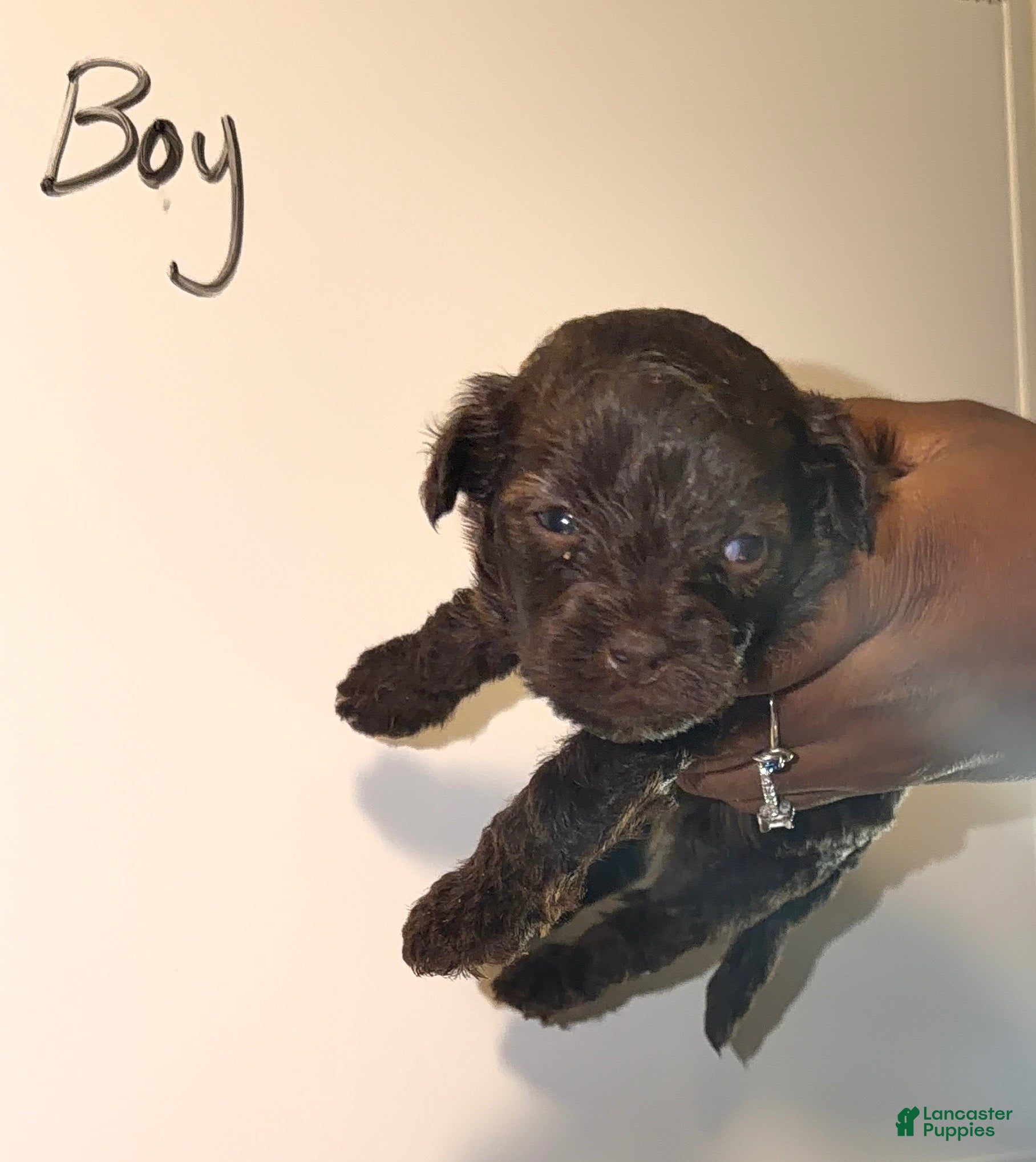 Shihpoo dogs Shihpoo 1 - Ad 1