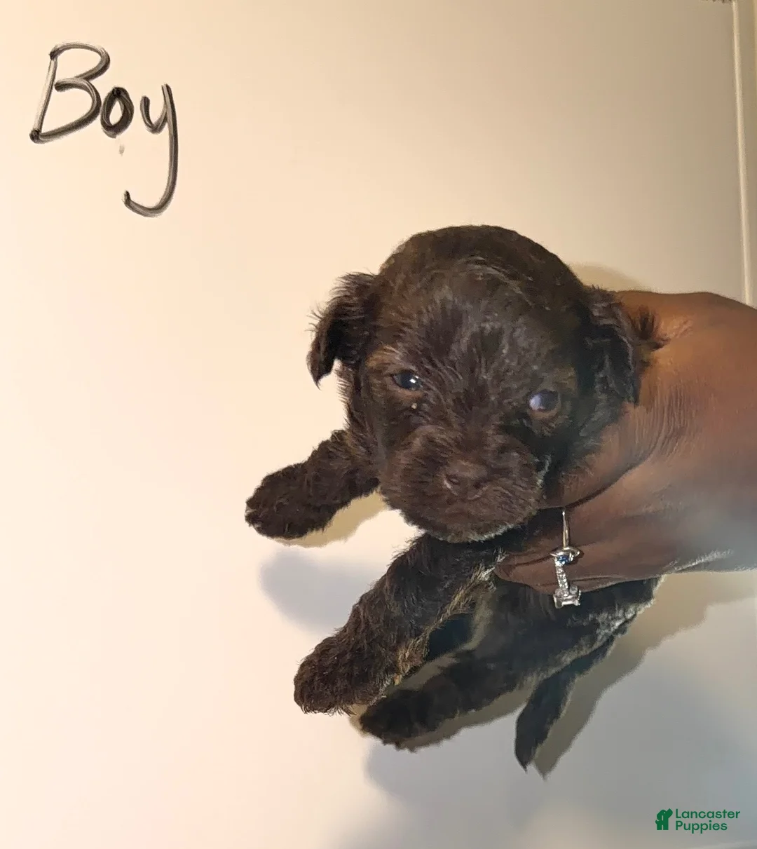 Shihpoo dogs for sale: Shihpoo 1 - Ad 1