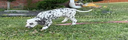 Dalmatian dogs for sale: Bree - Ad 2