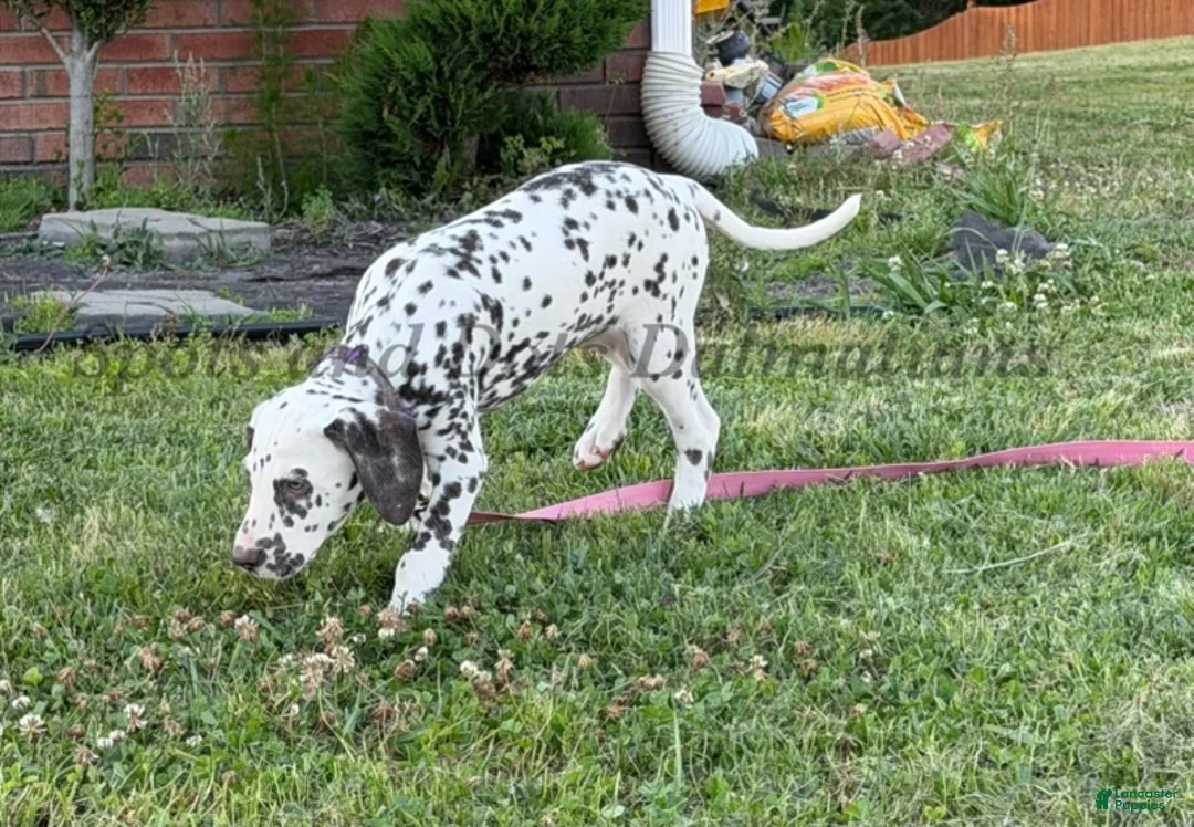 Dalmatian dogs for sale: Bree - Ad 2