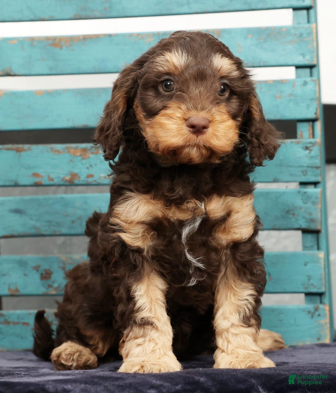 Cavapoo dogs for sale: Freya - Ad 1