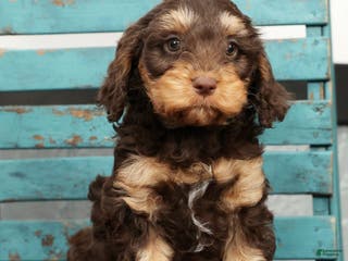Cavapoo dogs Freya - Ad 4