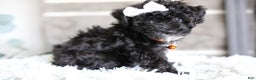 Miniature Poodle dogs for sale: Gracie  - Ad 3