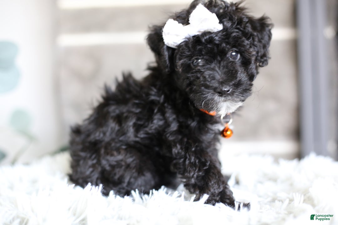 Miniature Poodle dogs for sale: Gracie  - Ad 3