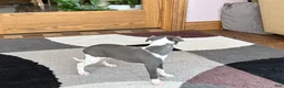 Italian Greyhound dogs for sale: Gina  - Ad 6