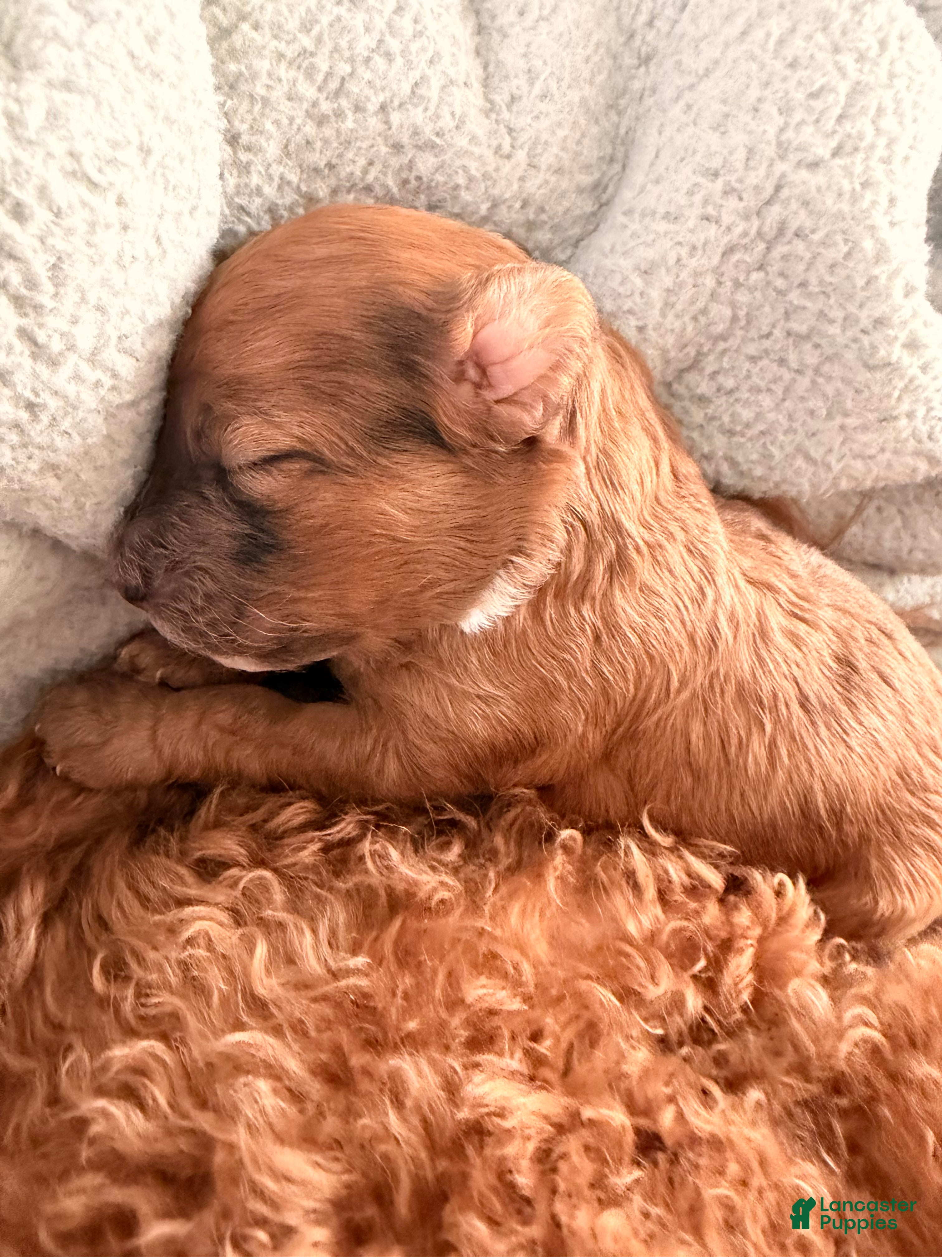 Toy Poodle dogs Caramelo - Ad 28