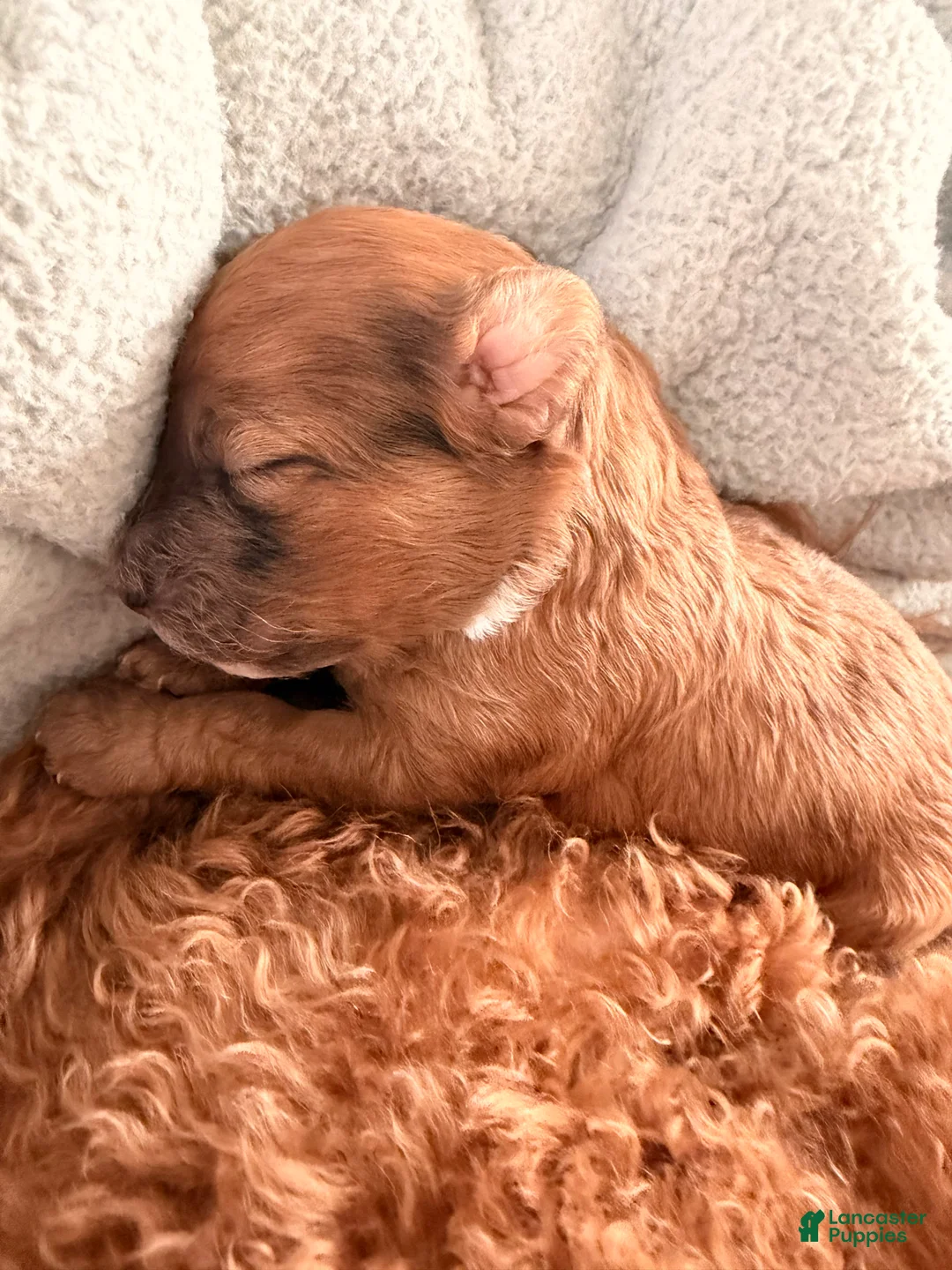 Toy Poodle dogs for sale: Caramelo - Ad 1