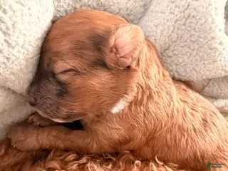 Toy Poodle dogs Caramelo - Ad 28