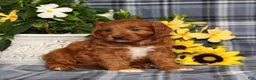 Cavapoo dogs for sale: BJ's Uncle - Ad 2