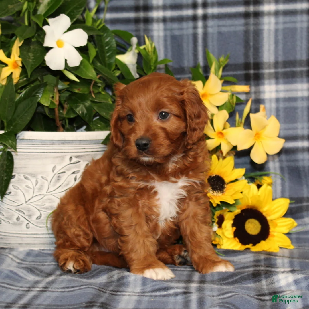 Cavapoo dogs for sale: BJ's Uncle - Ad 2