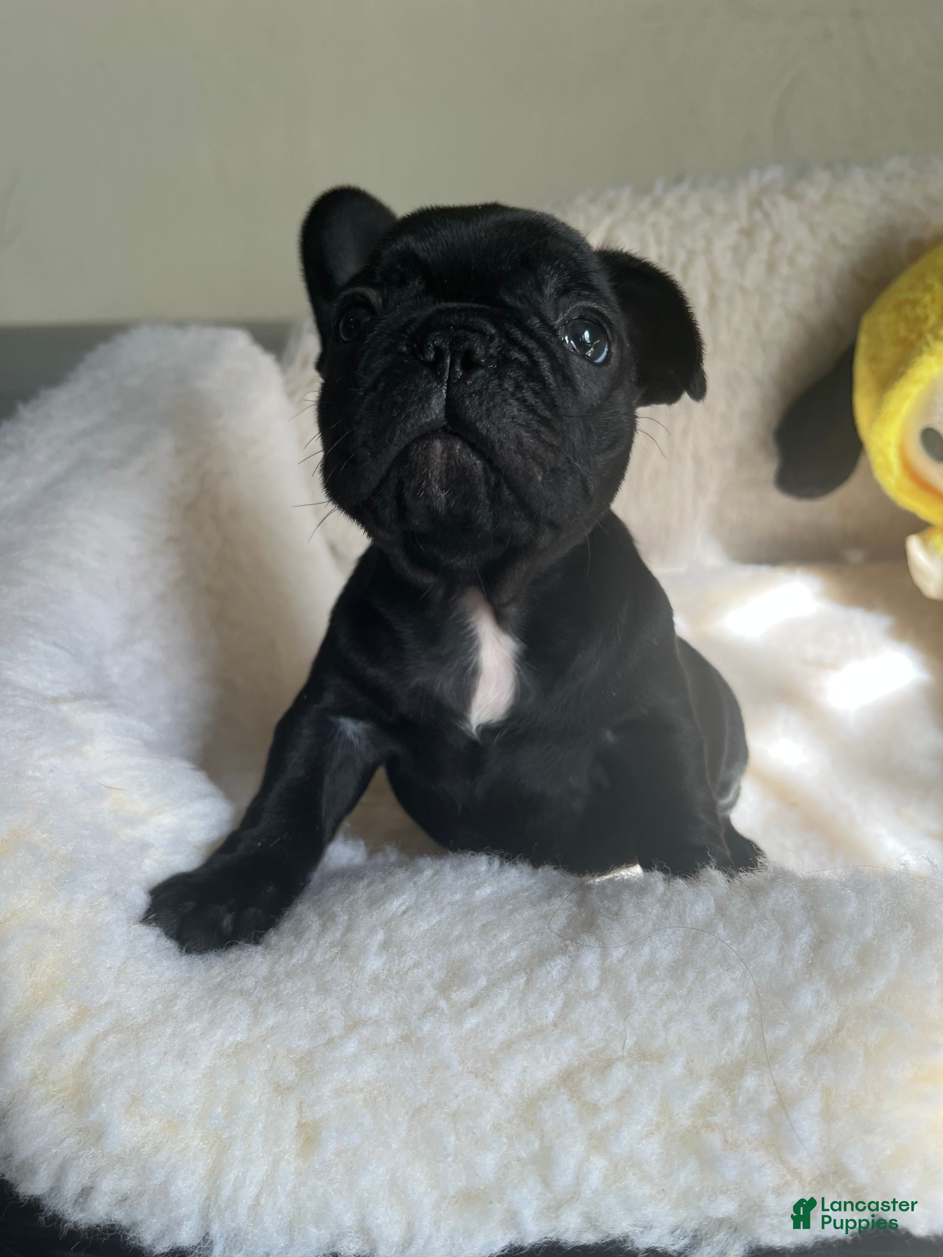 French Bulldog dogs French Bulldog Puppy 5 - Ad 28