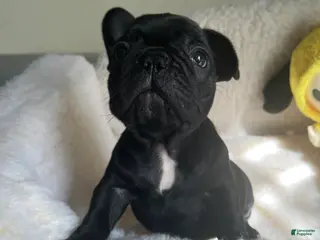 French Bulldog dogs French Bulldog Puppy 5 - Ad 28