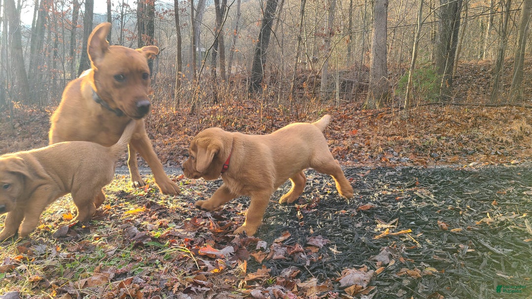 Labrador Retriever dogs for sale: Snur - Ad 3