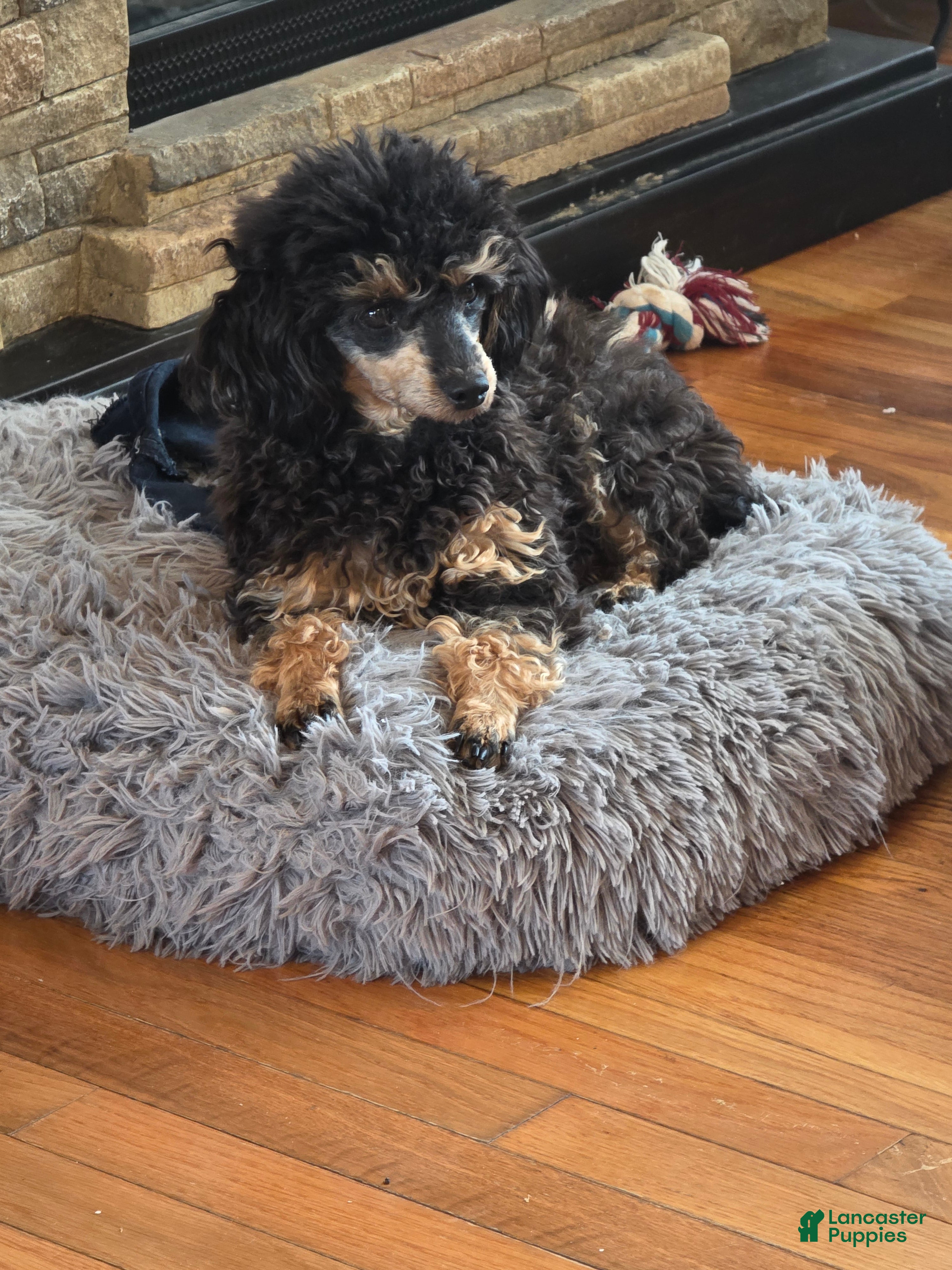 Toy Poodle dogs Toy Poodle adult female - Ad 24