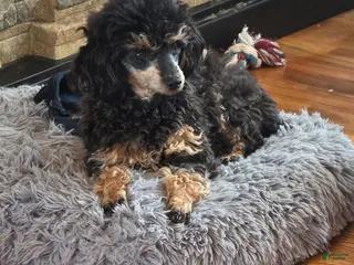 Toy Poodle dogs Toy Poodle adult female - Ad 24