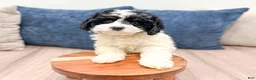 Mixed Breed dogs for sale: Casey - Ad 4