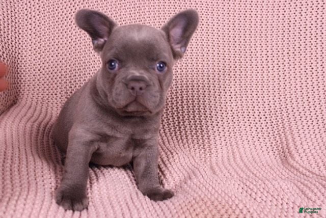 French Bulldog dogs Jimmy - Ad 1