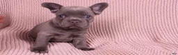 French Bulldog dogs for sale: Jimmy - Ad 1