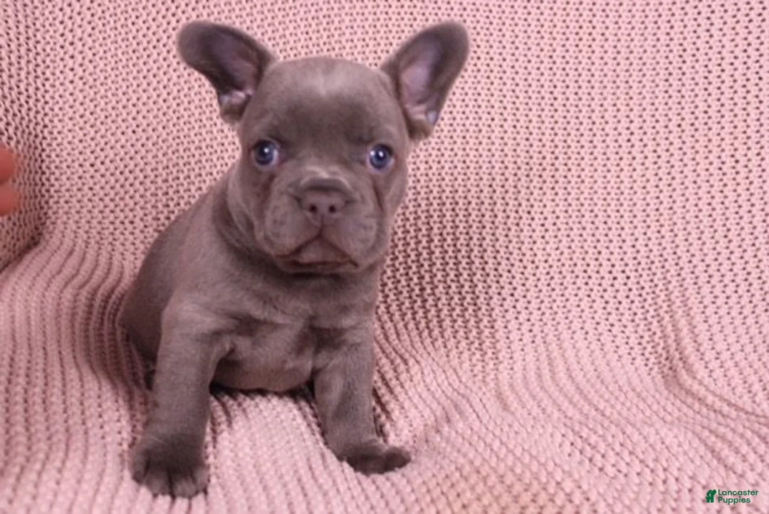 French Bulldog dogs for sale: Jimmy - Ad 1