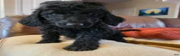Mini Goldendoodle dogs for sale: Yellow - Ad 3