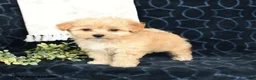 Maltipoo dogs for sale: Leo - Ad 3