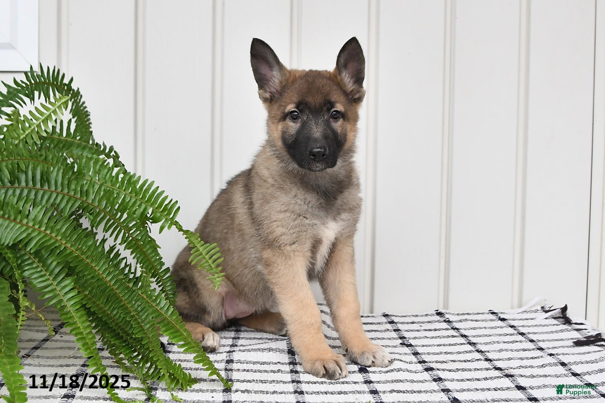 German Shepherd dogs Krissy - Ad 20
