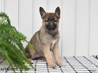 German Shepherd dogs Krissy - Ad 40
