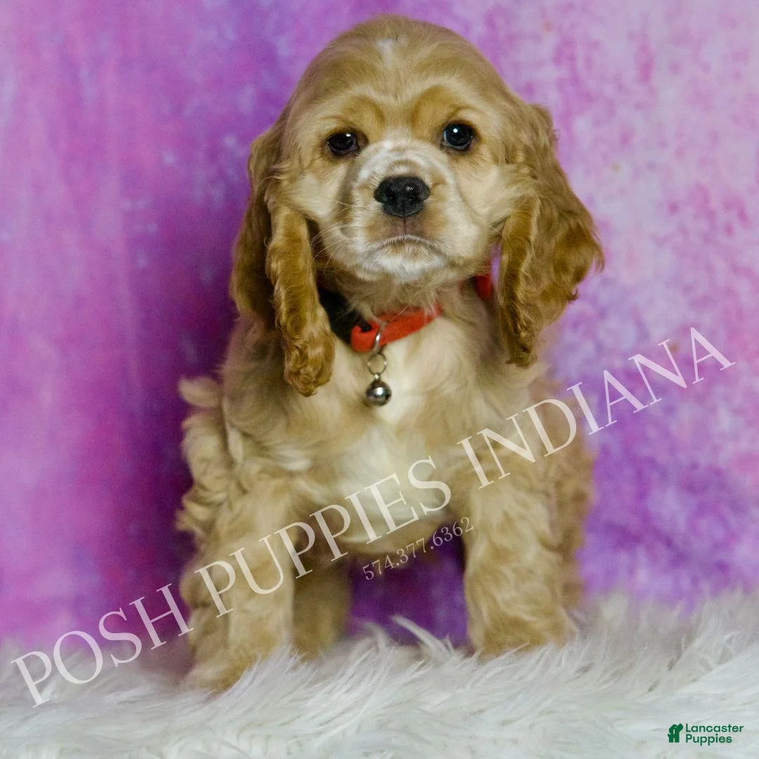 Cocker Spaniel dogs for sale: Nelson - Ad 6