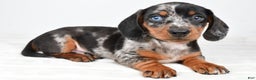 Miniature Dachshund dogs for sale: Theo - Ad 1