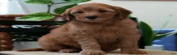 Mini Goldendoodle dogs for sale: Rio - Ad 6