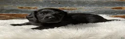 Miniature Dachshund dogs for sale: Luna  - Ad 1