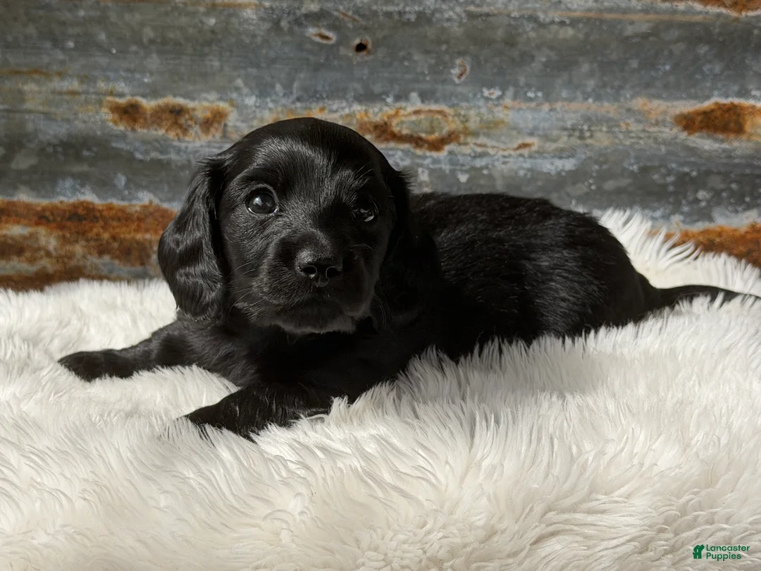 Miniature Dachshund dogs for sale: Luna  - Ad 1
