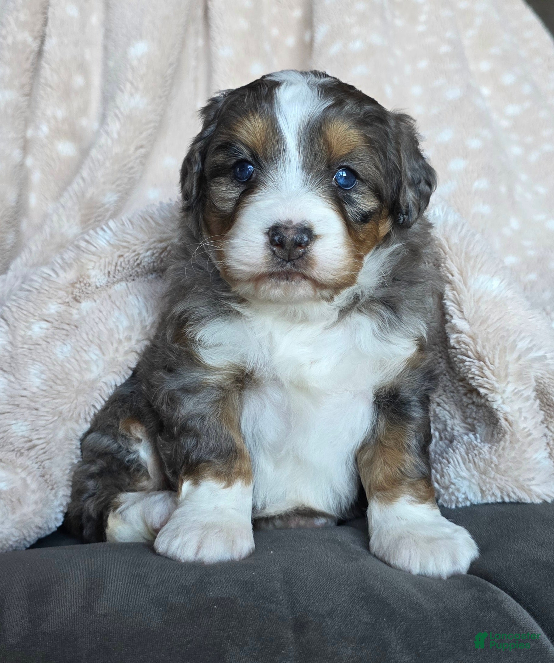 Mini Bernedoodle dogs for sale: Mini Chloe - Ad 1