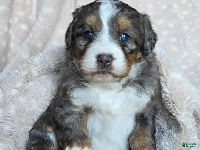 Mini Bernedoodle dogs for sale: Mini Chloe - Ad 1