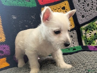 West Highland Terrier dogs - Ad 14