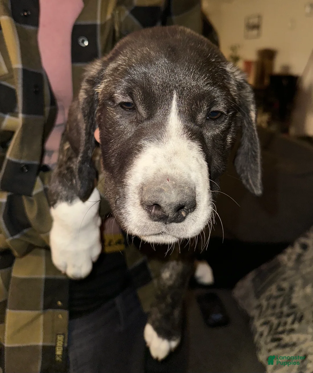 Mixed Breed dogs for sale: Jackal  - Ad 1