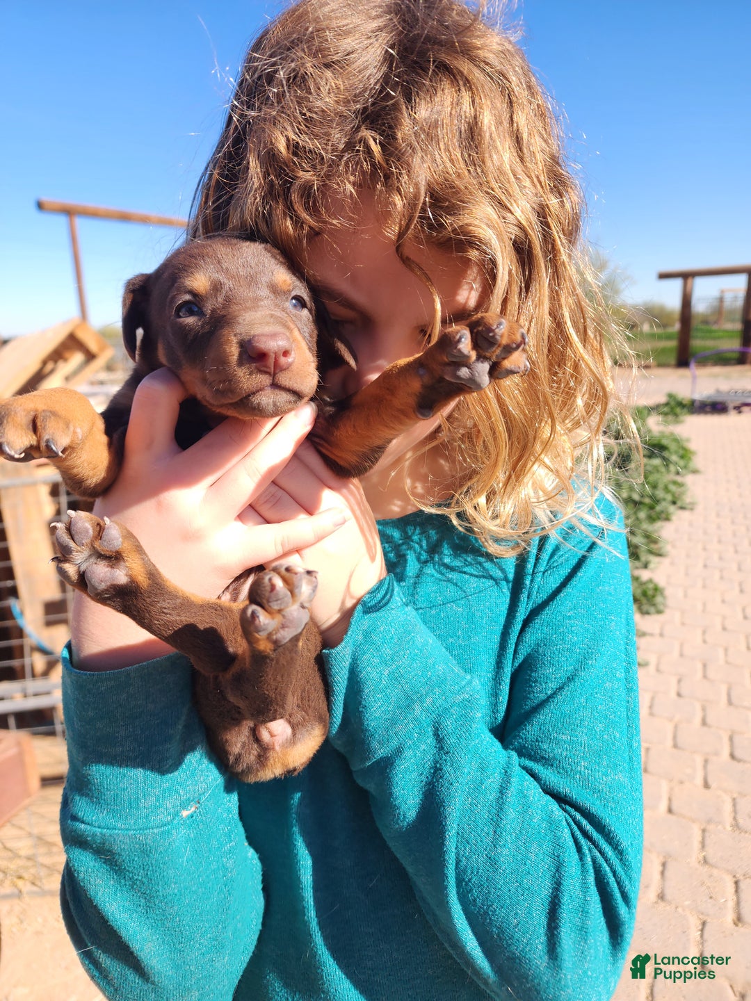 Doberman Pinscher dogs for sale: Poppy F2 - Ad 3