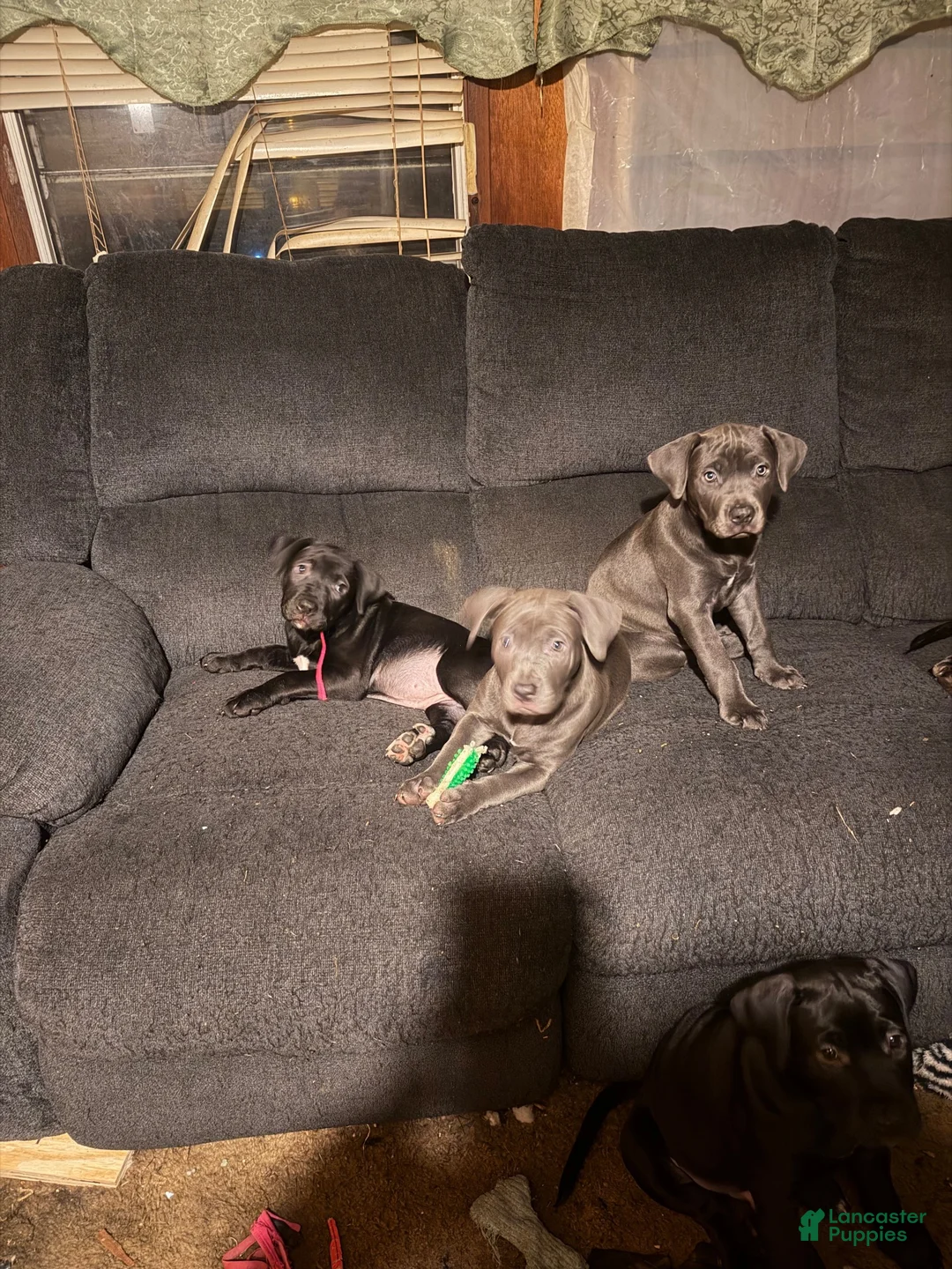 Mixed Breed dogs for sale: Mixed Breed 2 - Ad 2