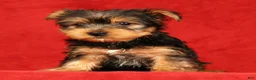 Yorkshire Terrier dogs for sale: Haven - Ad 3