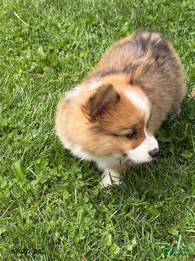 Welsh Corgi Pembroke dogs for sale: Drake - Ad 6