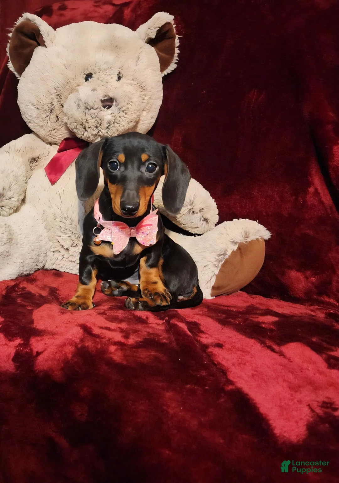 Miniature Dachshund dogs for sale: STELLA - Ad 1