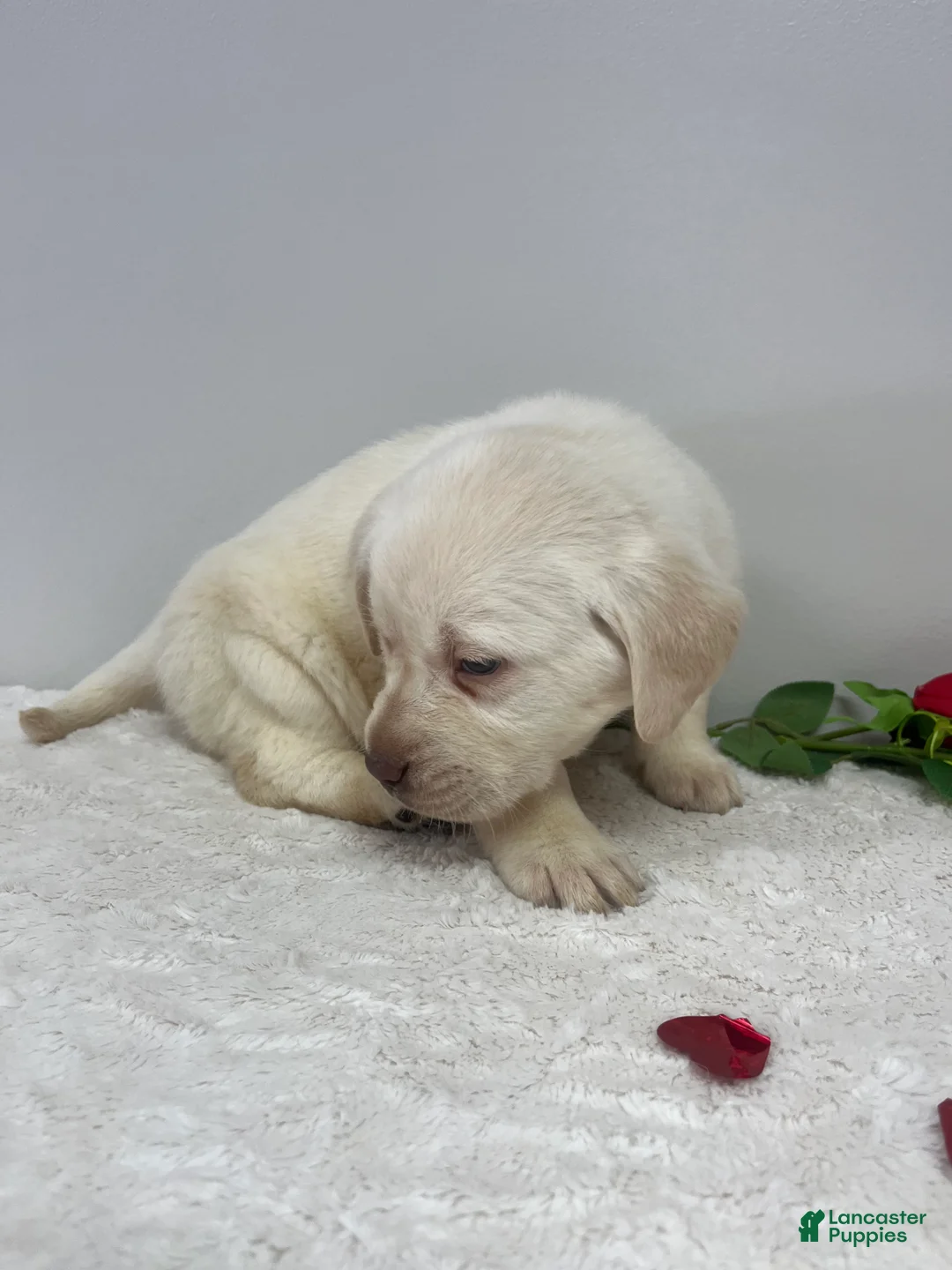 Labrador Retriever dogs for sale: Honey  - Ad 3