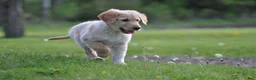 Mixed Breed dogs for sale: Little Buddy - Ad 2