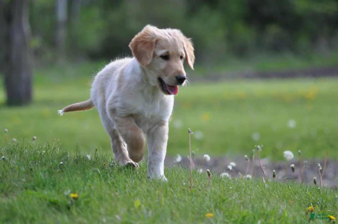 Mixed Breed dogs for sale: Little Buddy - Ad 2